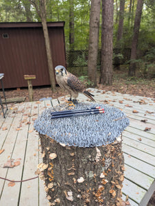 Say Hello to Bell from the Carolina Raptor Center